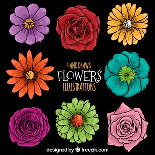 手绘花卉插图