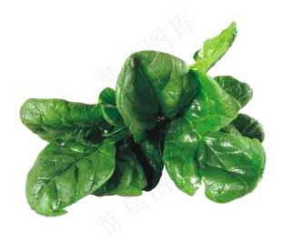芹菜蔬菜图片海报素材