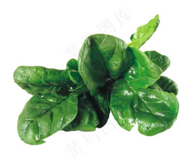 芹菜蔬菜图片海报素材 芹菜蔬菜图片海报素材