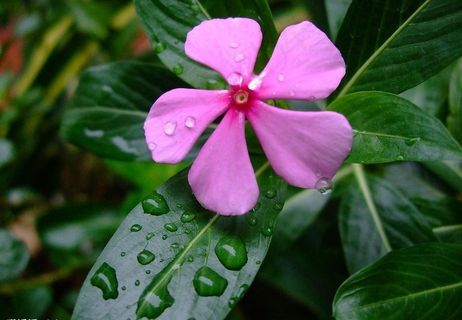 长春花(五瓣梅)图片