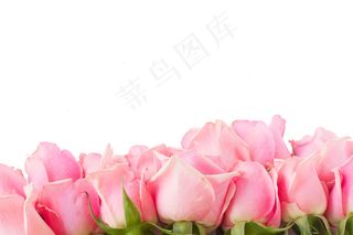 粉色玫瑰花静物设计素材