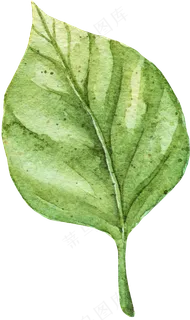手绘水彩绿色叶片矢量素材 手绘水彩绿色叶片矢量素材