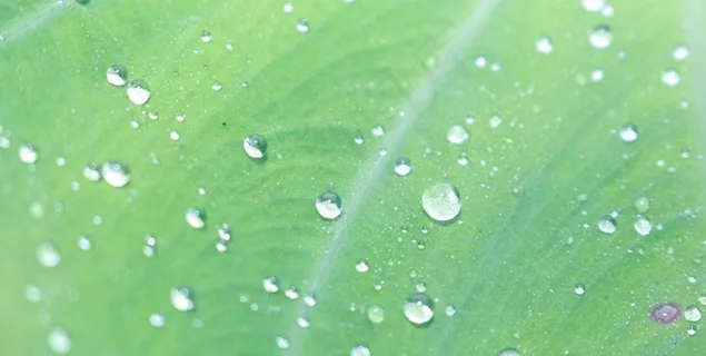 叶子上的雨露图片 叶子上的雨露图片