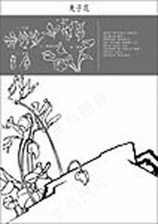 矢量白描兔子花eps,ai矢量模版下载