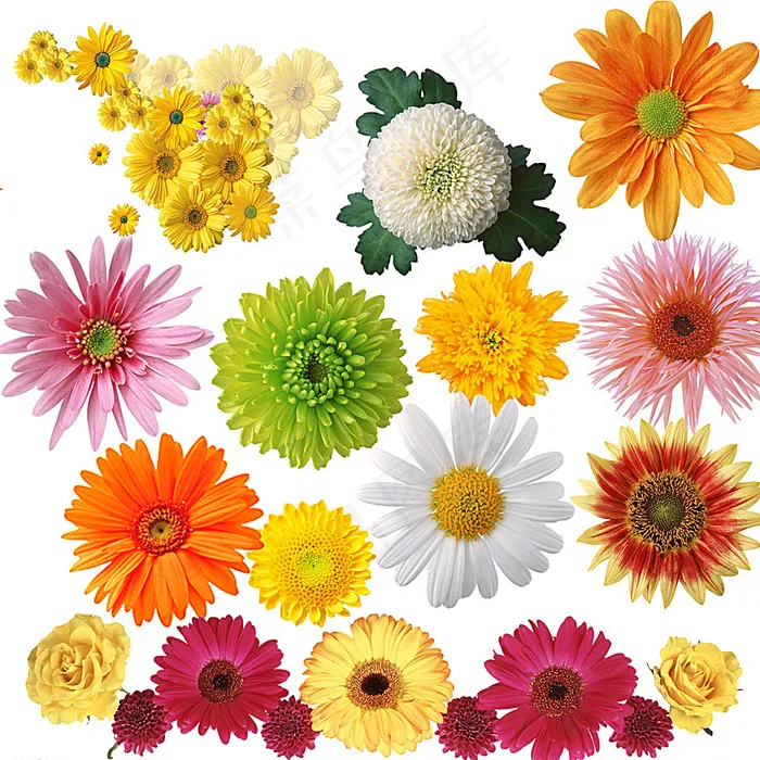 菊花图片(5512X5512(DPI:200))psd模版下载