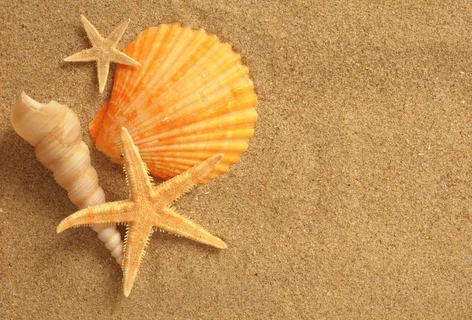 沙滩生物图片 沙滩生物图片