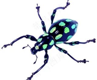 天牛 昆虫 动物 爬虫 自然图片