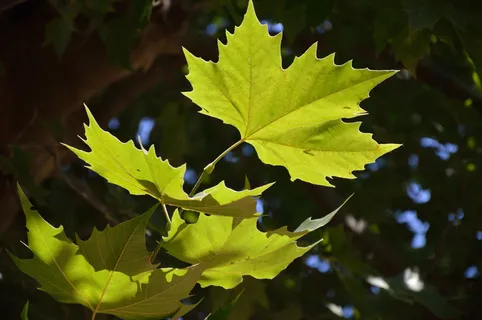 梧桐叶图片 梧桐叶图片
