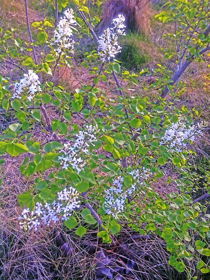 槐花树图片