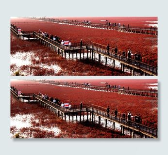 壮观的红海滩图片