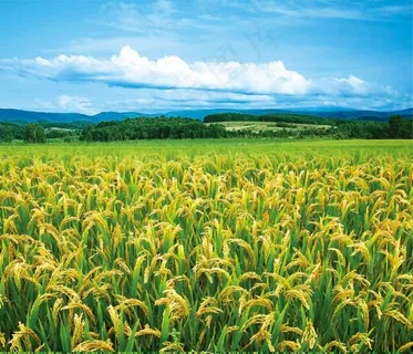 水稻种子 水稻种子