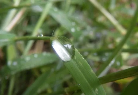 雨后的草图片 雨后的草图片
