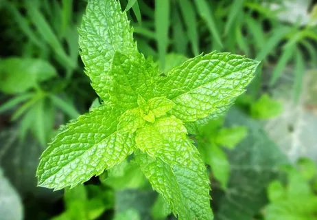薄荷图片 薄荷图片