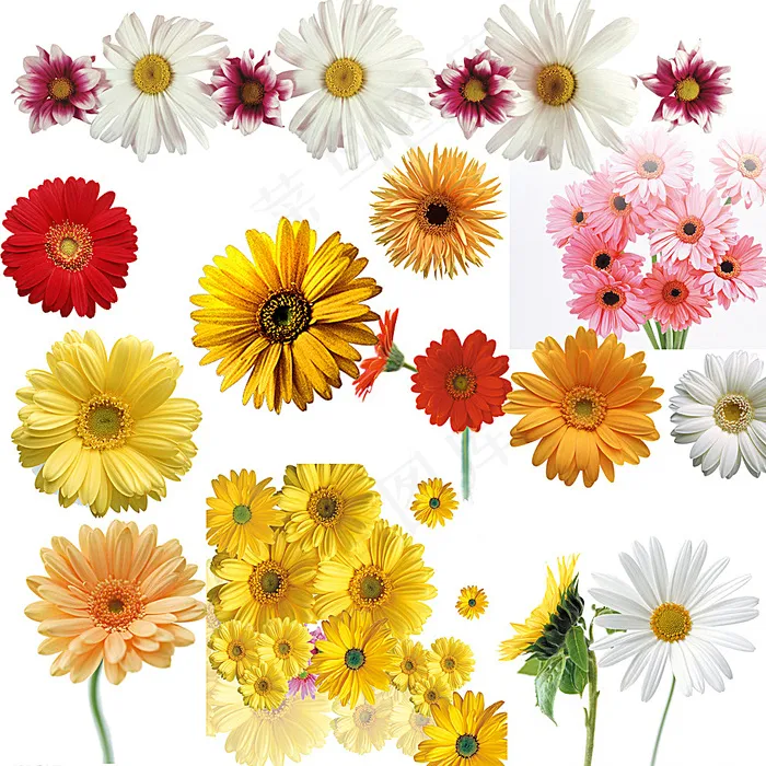 菊花图片(5512X5512(DPI:200))psd模版下载