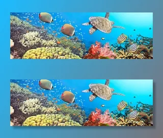 深海海龟鱼类畅游图片