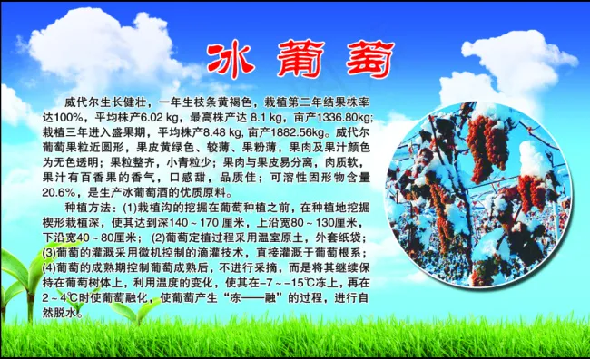 冰葡萄