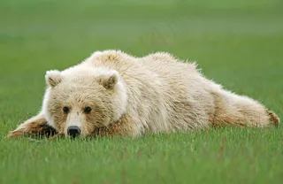 草地上的北极熊图片