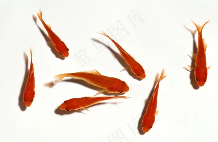 七条小金鱼图片