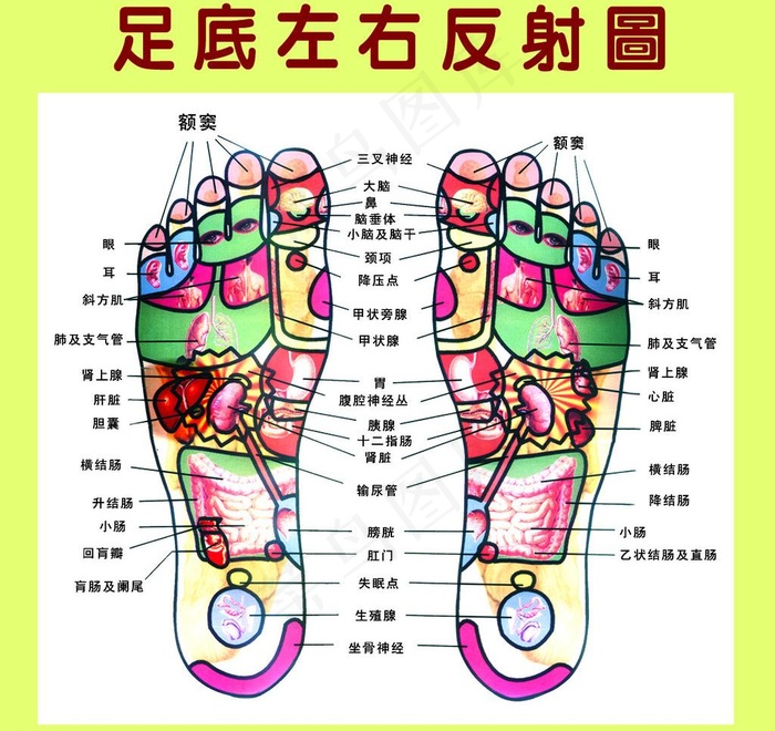 足底左右反射图图片