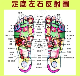 足底左右反射图图片 足底左右反射图图片