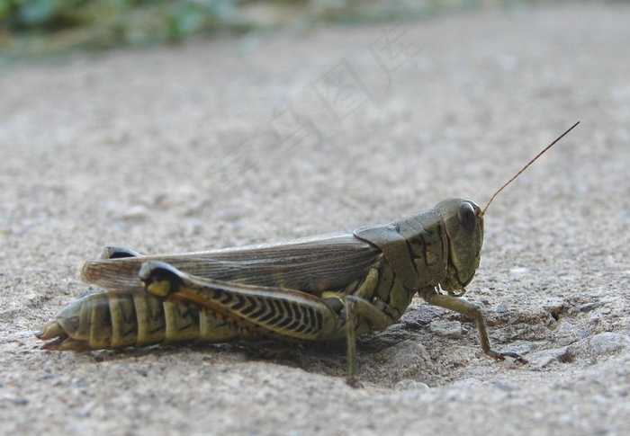 清晰的蚂蚱图片