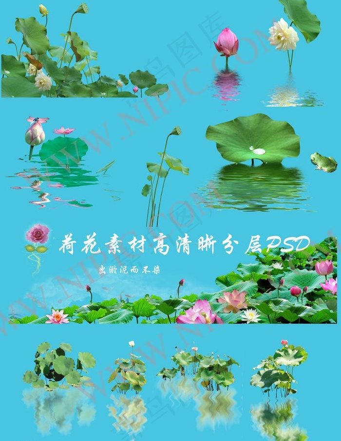 荷花素材psd高清晰分层图图片(4578X6281(DPI:299))psd模版下载