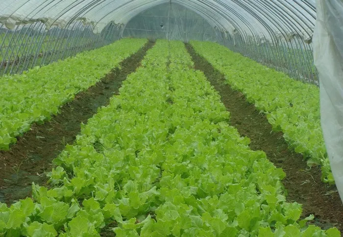 蔬菜大棚图片