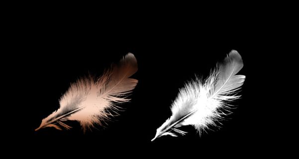 高清羽毛图片PSD素材