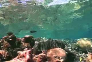 海底生物素材下载