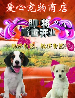 宠物商店开业海报图片