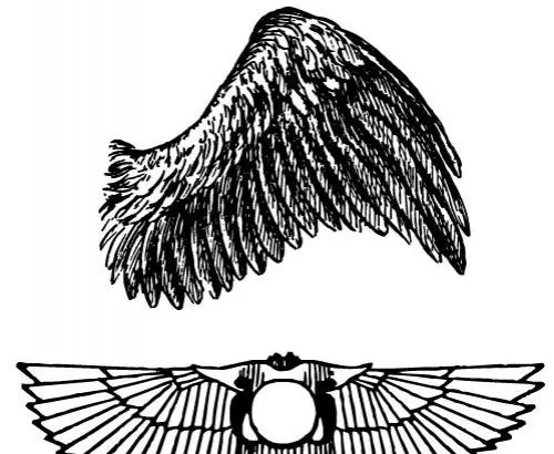 翅膀矢量图形ai矢量模版下载