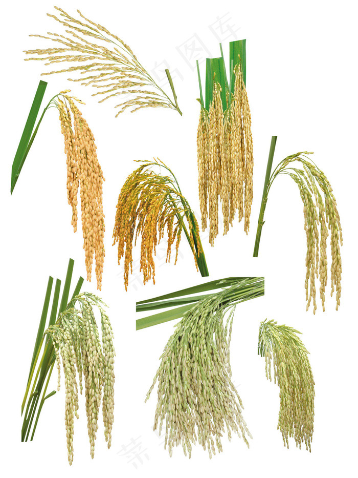 优质饱满水稻png元素素材