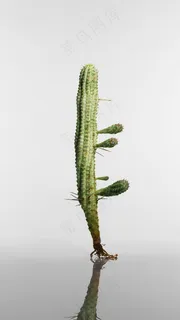 仙人掌高清摄影图片