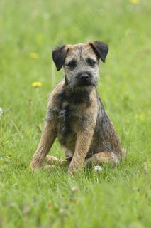 蹲坐在草地上的小狗图片