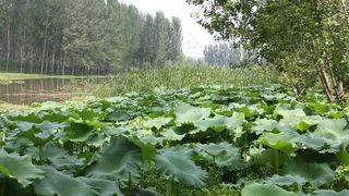 荷花小河流水农村景色高清实拍