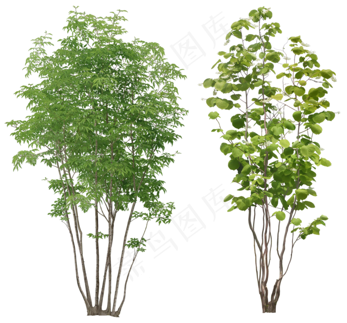 两棵绿色小树免抠png透明图层素材