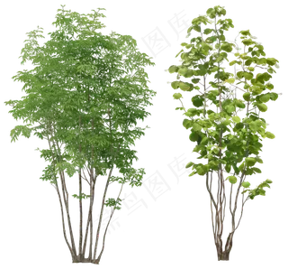 两棵绿色小树免抠png透明图层素材