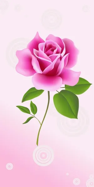 玫瑰花背景图片 玫瑰花背景图片