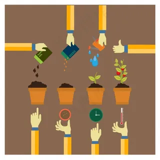 种植过程的概念信息图表