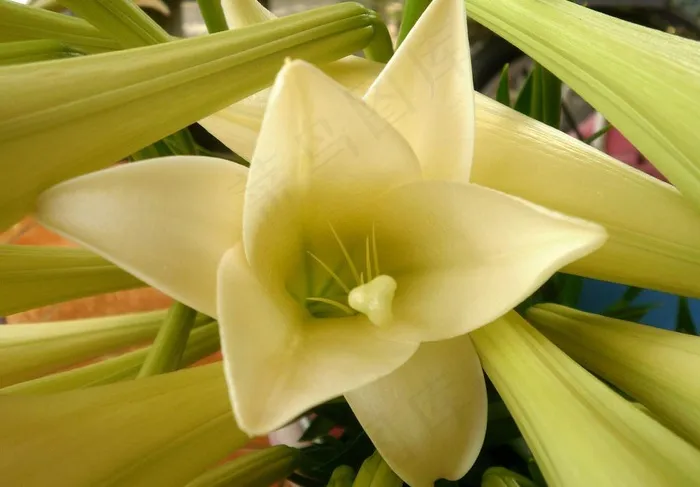 百合花图片