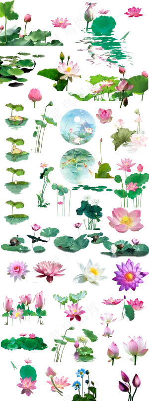 水墨画荷花莲花工笔画荷花png免扣...