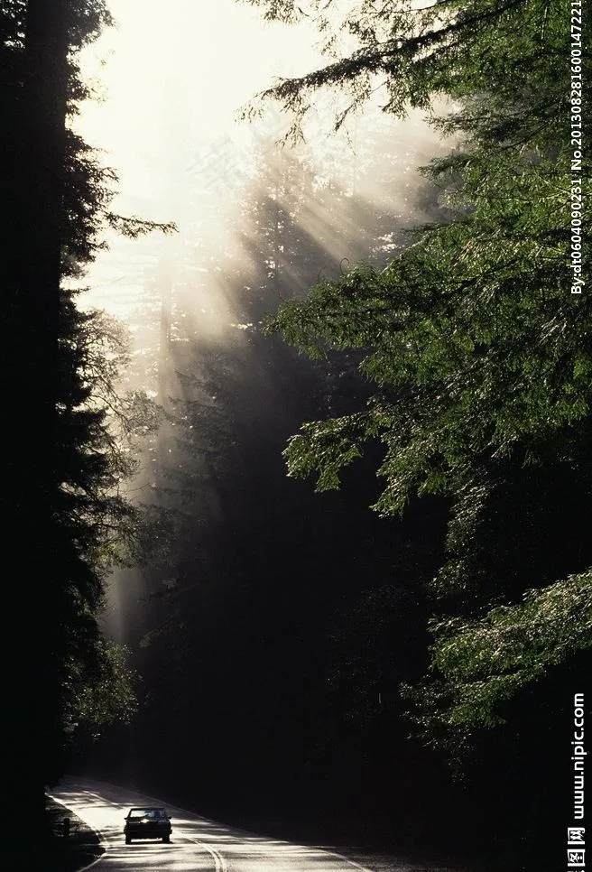 树林 中文模版图片