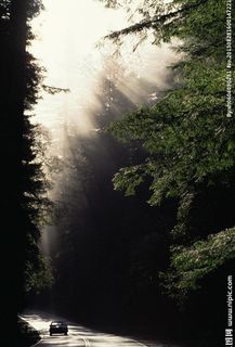 树林 中文模版图片