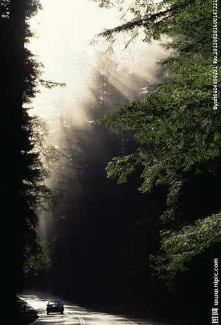 树林 中文模版图片