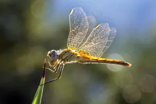 蜻蜓图片