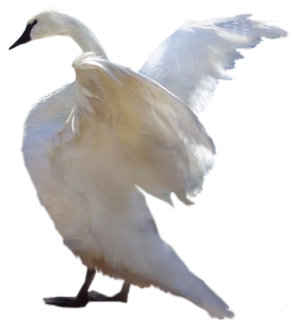 免抠png图片ps素材天鹅