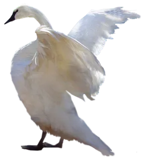 免抠png图片ps素材天鹅