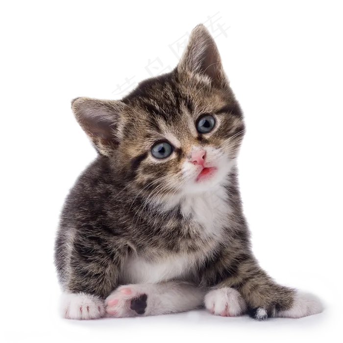 宠物猫可爱各种表情姿势分层免扣(1490X1520)