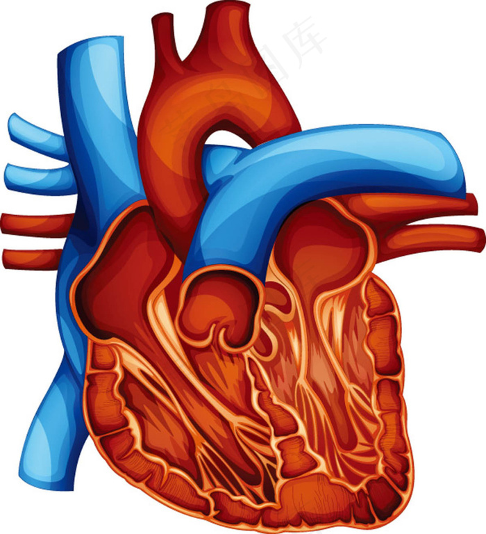 人体心脏器官设计矢量素材,eps,ai矢量模版下载