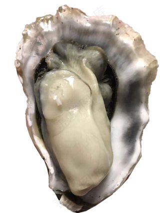 牡蛎免抠素材PSD分层